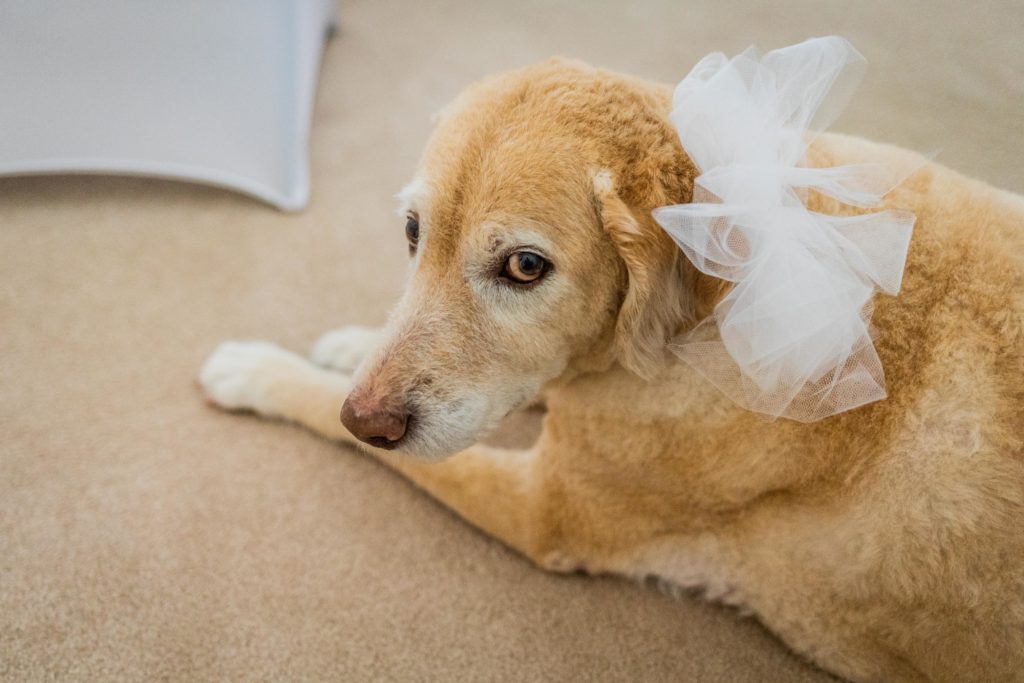 Old dog with wedding bow