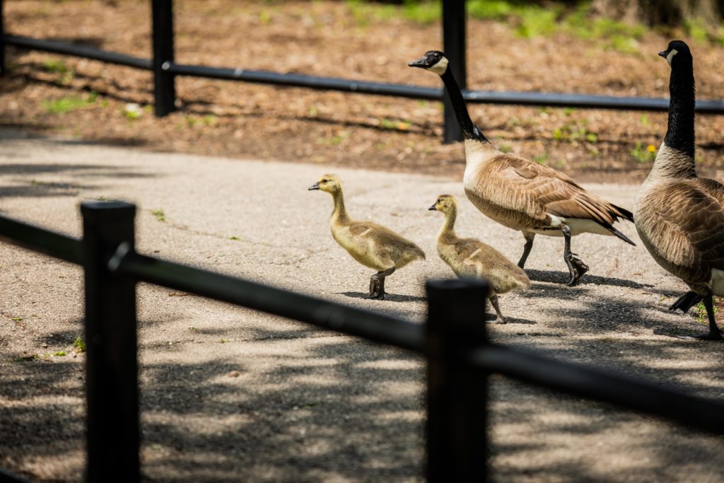 Geese and goslings in Humboldt Park