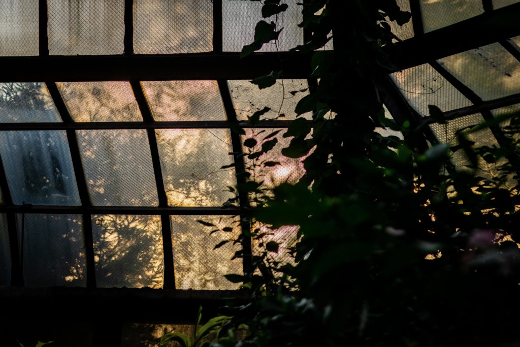Light coming in from the windows at the Lincoln Park Conservatory